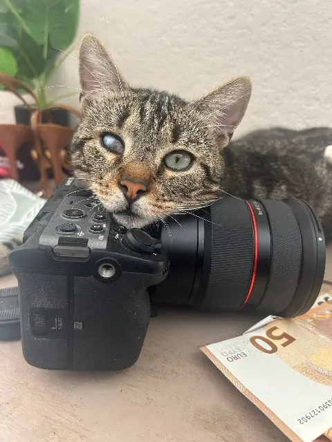 chat lost   84300 Cavaillon Pirate