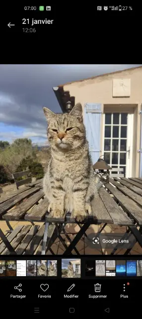 chat lost   84240 Grambois Pirate