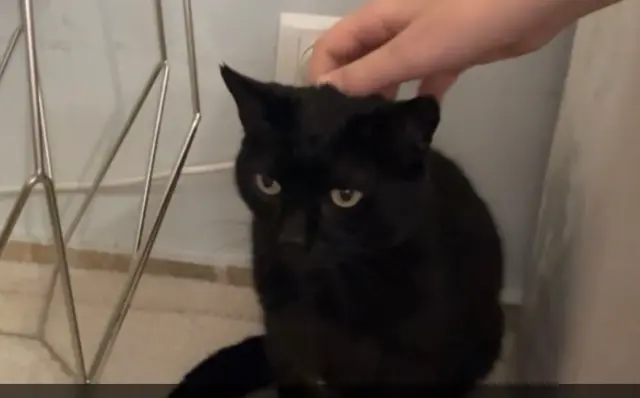 chat lost   84800 L'Isle-sur-la-Sorgue Pistache