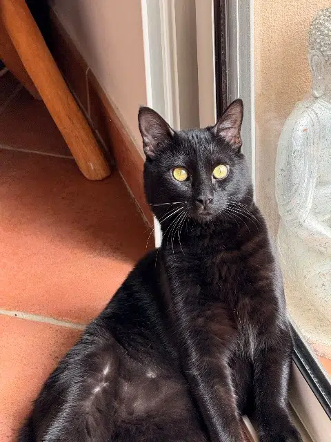 chat lost   84300 Cavaillon Piston