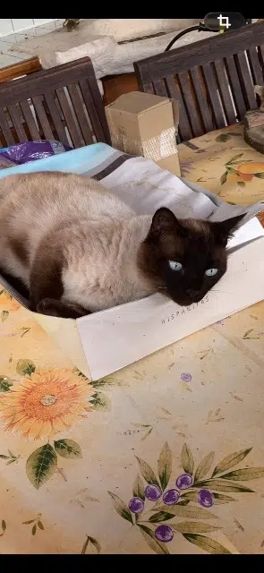 chat lost   84100 Orange Poopy