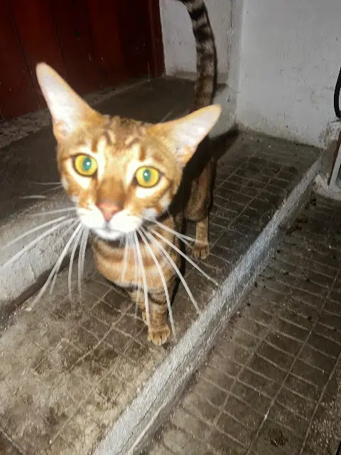 gato perdido 84800 L'Isle-sur-la-Sorgue Ryuk gato lost 84800 L'Isle-sur-la-Sorgue Ryuk