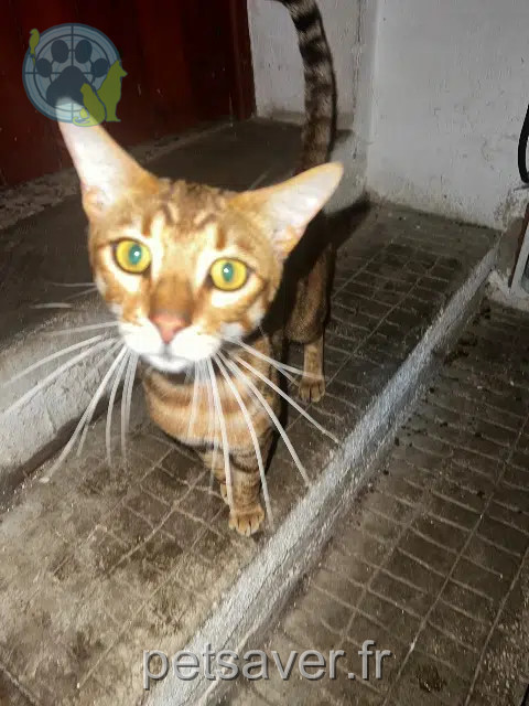 gato perdido 84800 L'Isle-sur-la-Sorgue Ryuk gato lost 84800 L'Isle-sur-la-Sorgue Ryuk