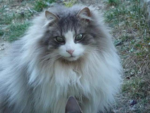 chat lost   84390 Saint-Christol Linux