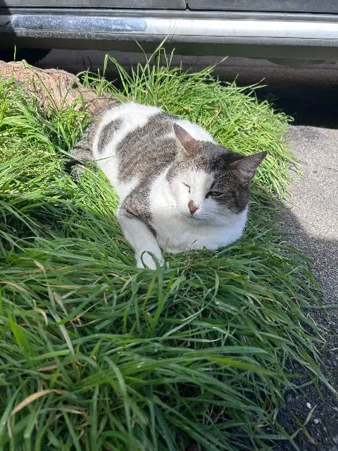 chat lost   84850 Camaret-sur-Aigues Shadow