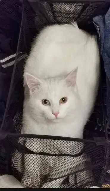 chat lost   84160 Cadenet Sigurd