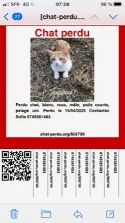 chat lost   84130 Le Pontet Simba