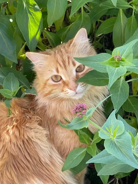 chat lost   84370 Bédarrides Stuart