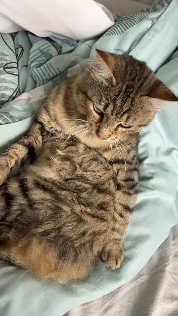 chat lost   84810 Aubignan Taga