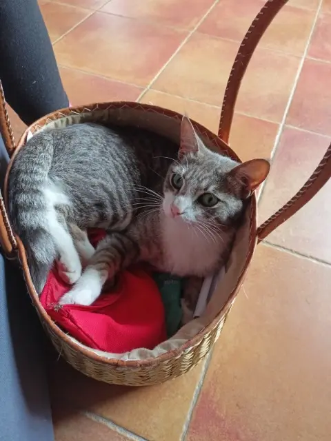 chat lost   84160 Cadenet Taïko