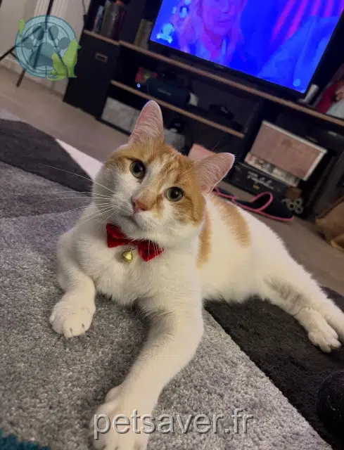 chat lost 84100 Orange Tiboo