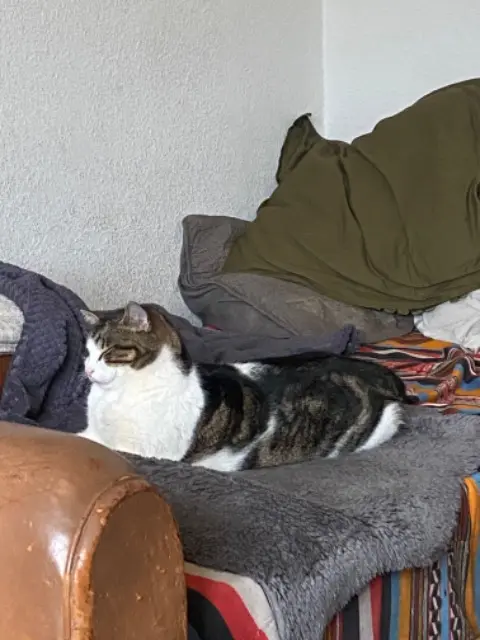 chat lost   84420 Piolenc Tyson