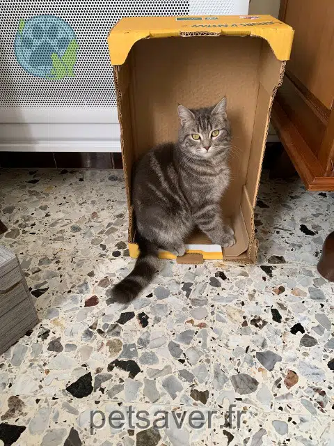 chat lost   84570 Malemort-du-Comtat Vaillant