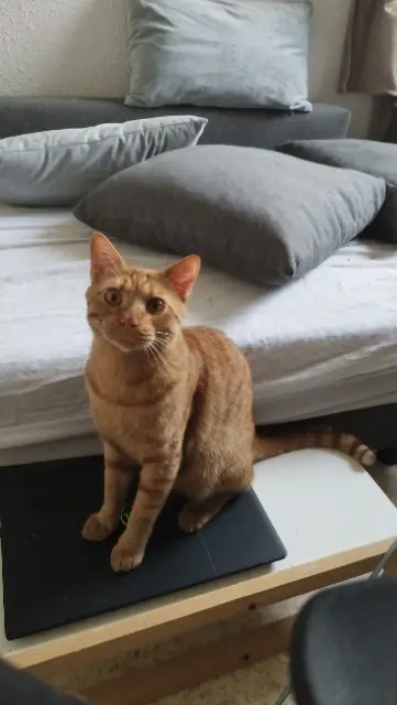 chat lost   84700 Sorgues Whisky