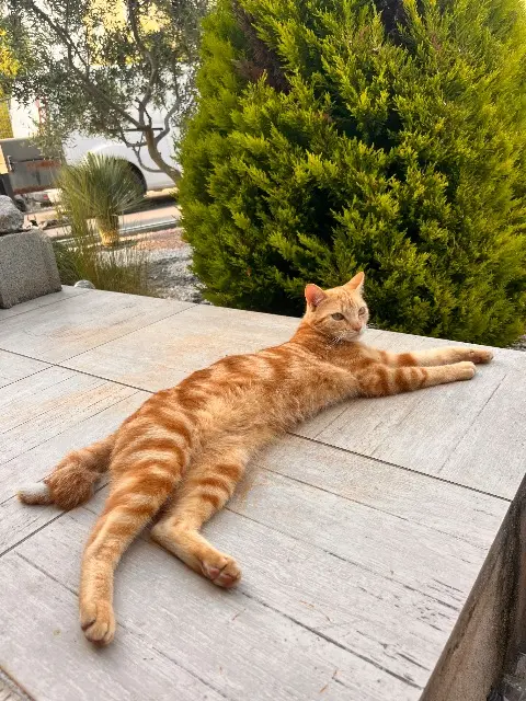 chat lost   84700 Sorgues Winnie