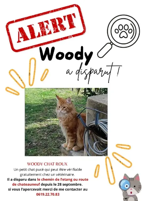 chat lost   84100 Orange Woody