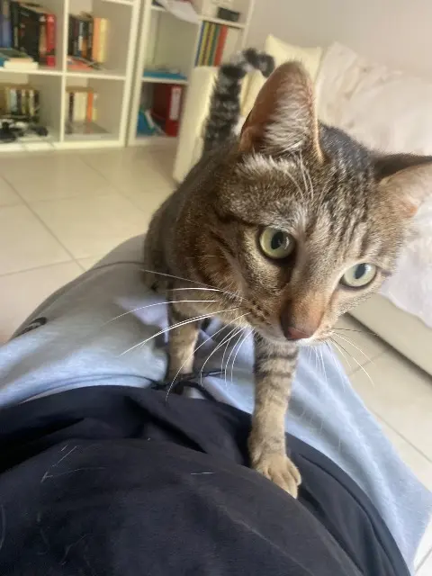 chat lost   84170 Monteux Yoda