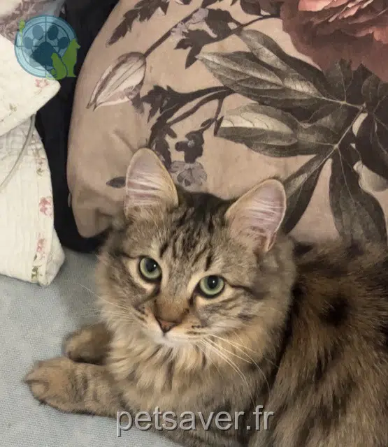 chat lost   84200 Carpentras Yuzu