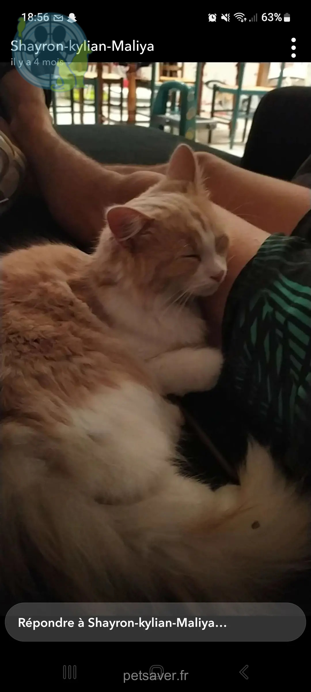 gato perdido D 937 85620 Rocheservière gato lost D 937 85620 Rocheservière