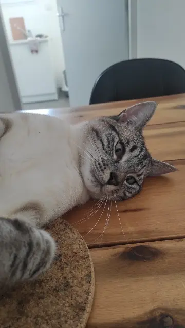 chat lost   85250 Chavagnes-en-Paillers Alto