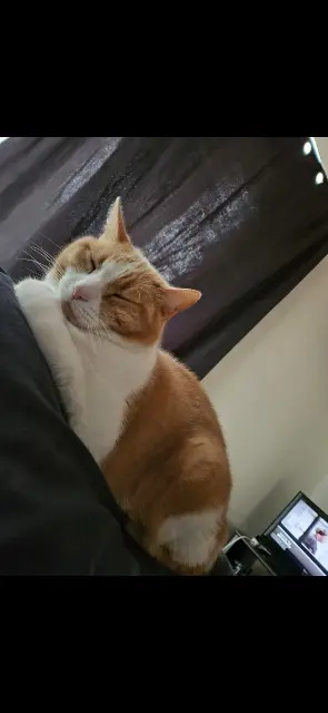 chat lost   85540 Moutiers-les-Mauxfaits Alvin