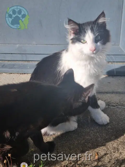 chat lost 85110 Chantonnay Anakin