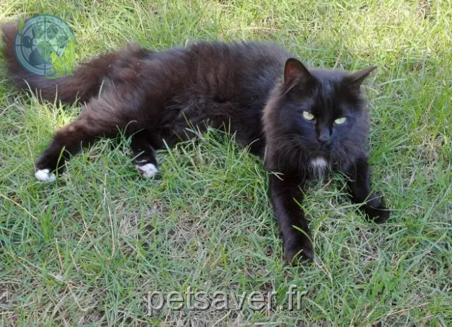 Kater vermisst 85210 La Chapelle-Thémer Aramis Kater lost 85210 La Chapelle-Thémer Aramis