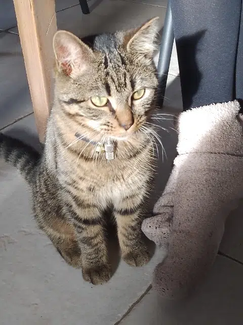 chat lost   85800 Saint-Gilles-Croix-de-Vie Arlo