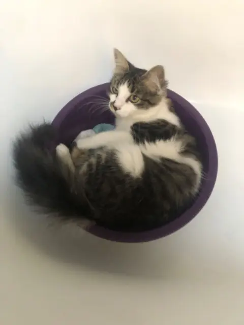 chat lost   85200 Auchay-sur-Vendée Bounty