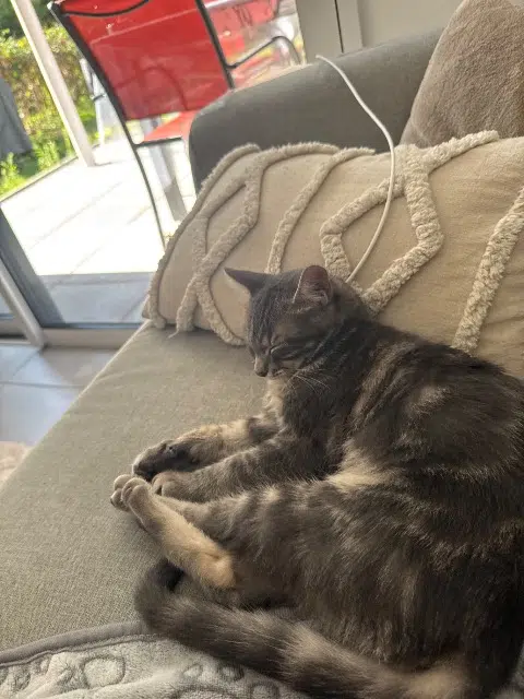 chat lost    Les Sables-d'Olonne Azur