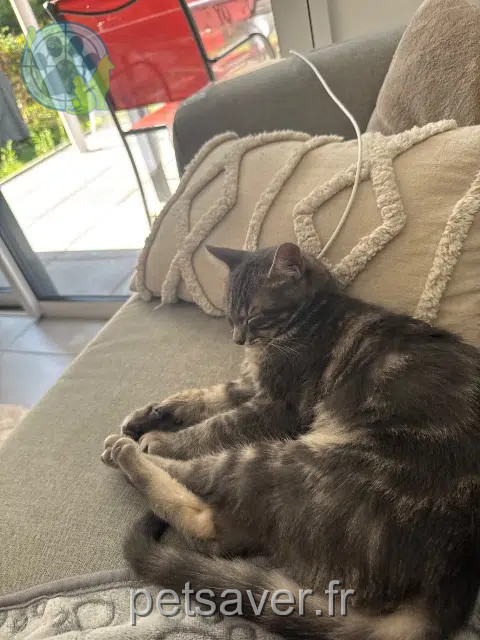 gato perdido Les Sables-d'Olonne Azur gato lost Les Sables-d'Olonne Azur