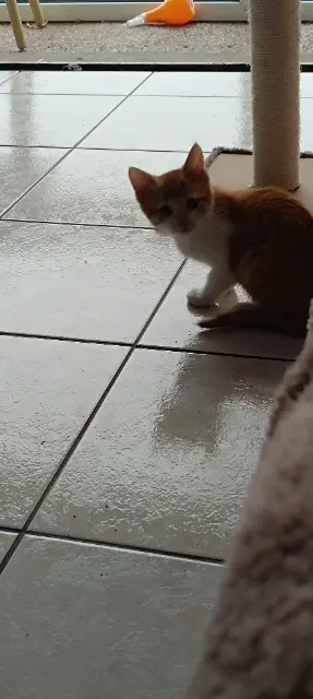 chat lost   85300 Challans Baal