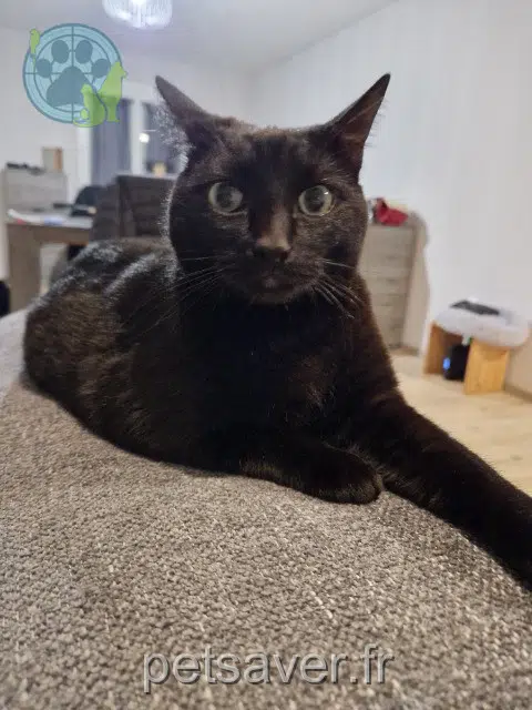 chat lost 85400 Luçon Baboo