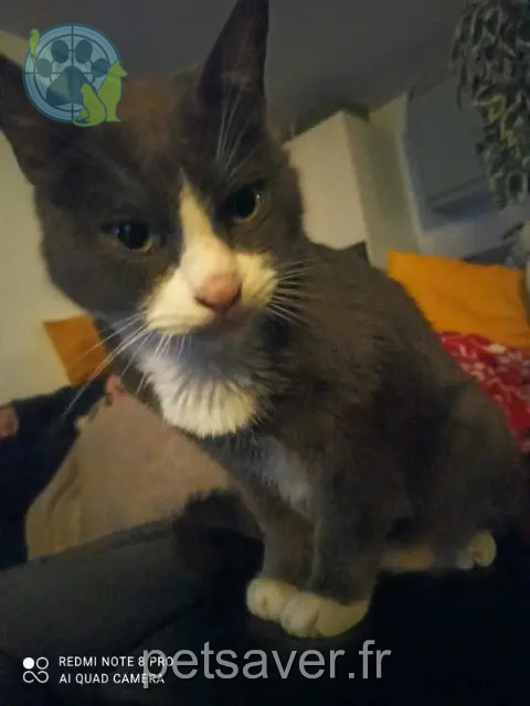 chat perdu 85290 Mortagne-sur-Sèvre Bagghera chat lost 85290 Mortagne-sur-Sèvre Bagghera