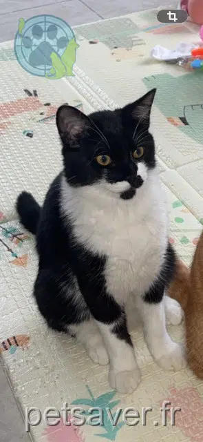 chat lost   85300 Le Perrier Batman