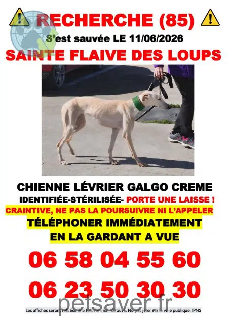 gatto lost   85150 Sainte-Flaive-des-Loups Baïa