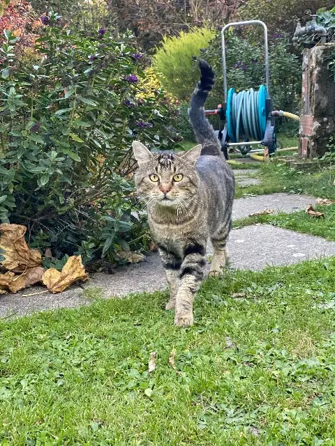 chat lost   85170 Bellevigny Gribouille