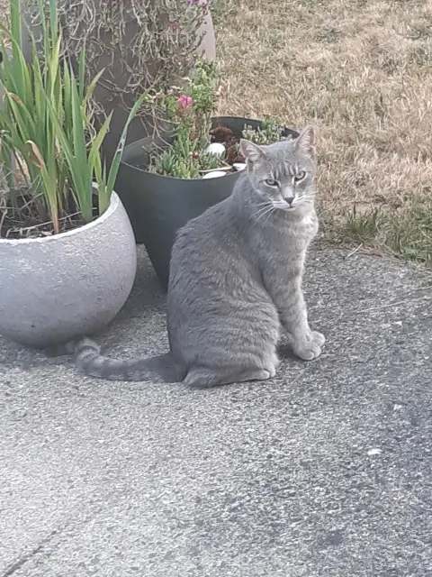 chat lost   85110 Chantonnay Berlioz