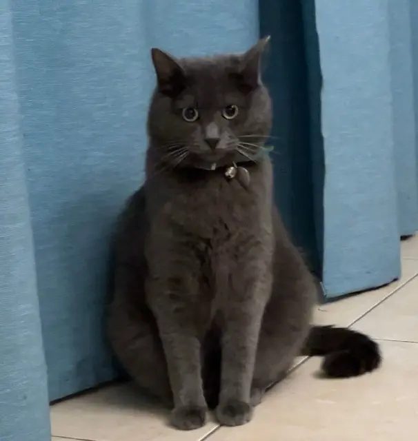 chat lost    Les Sables-d'Olonne Blue