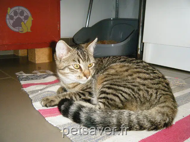 cat lost   85150 Sainte-Foy Bou