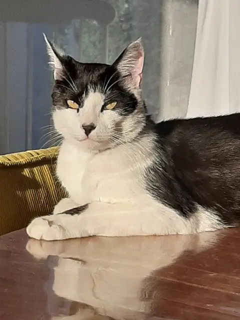 chat lost    Les Sables-d'Olonne Cacahuète