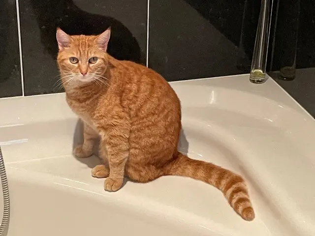 chat lost   85160 Saint-Jean-de-Monts Caramel