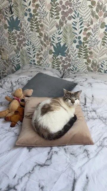 chat lost   85290 Mortagne-sur-Sèvre Cesar