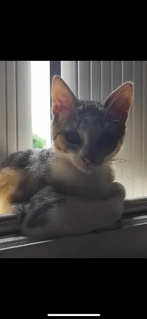 chat lost   85240 Xanton-Chassenon Charly
