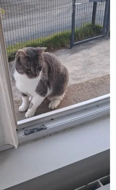 chat lost   85620 Rocheservière Chaussette