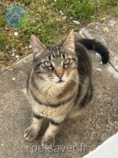 gato lost 85450 Champagné-les-Marais Chopper