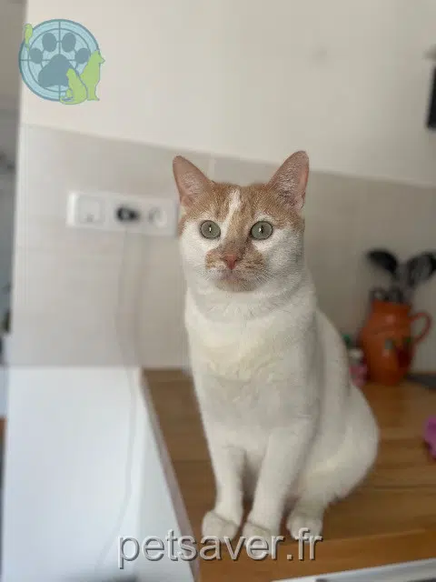 chat lost   85610 Cugand-la-Bernardière Sango