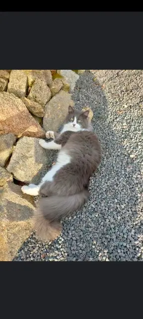 chat lost   85610 Cugand-la-Bernardière Winnie