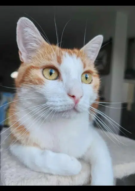 chat lost   85160 Saint-Jean-de-Monts Diaval