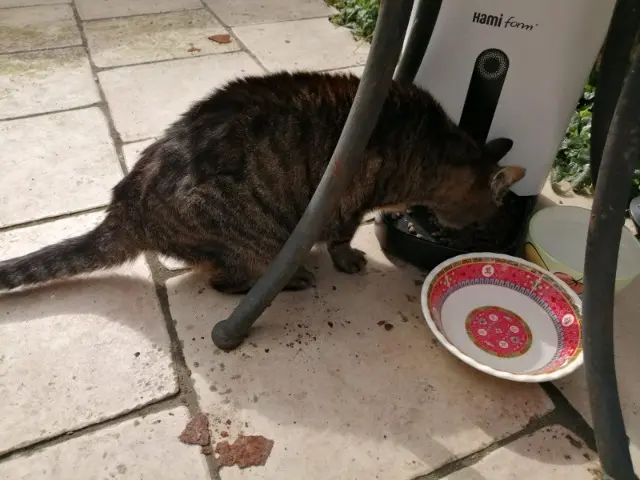 chat lost   85270 Saint-Hilaire-de-Riez Diouk surnom Didi